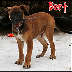 Thumbnail photo of Bert #2