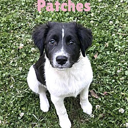 Thumbnail photo of PATCHES #3