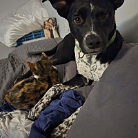 adopt a pet