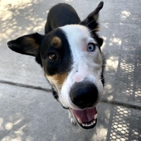 adopt a pet