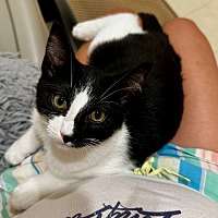 adopt a pet
