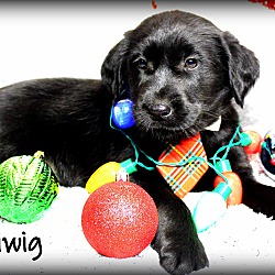 Thumbnail photo of Fezziwig~adopted! #1