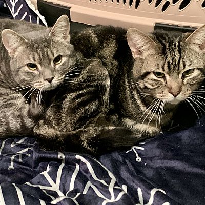 Toronto On Domestic Shorthair Meet Dandelion A Pet For Adoption