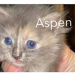Thumbnail photo of Aspen #1