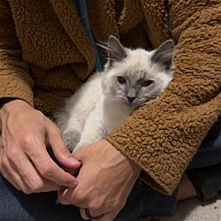Thumbnail photo of Jerry (bonded with Ben) #2