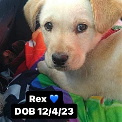 Thumbnail photo of Rex #4