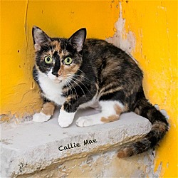 Thumbnail photo of Callie Mae #2
