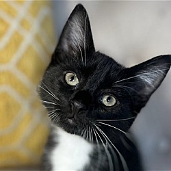 Photo of Aiden - SEE ME @ PETCO!