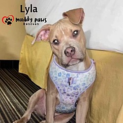 Photo of Lyla (Courtesy Post)
