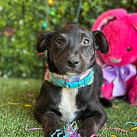 adopt a pet