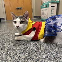 adopt a pet