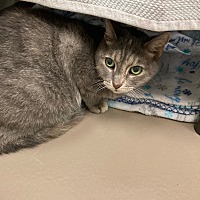 adopt a pet