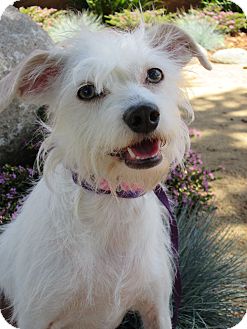 jack russell in chinese