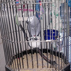 Thumbnail photo of Buddy the African Grey $550.00 #2