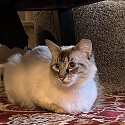 Photo of Oscar