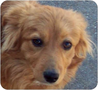Carthage Tx Golden Retriever Meet Bentley A Pet For Adoption