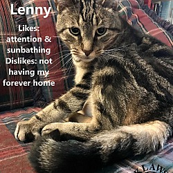 Thumbnail photo of Lenny #3