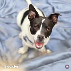 Photo of Freckles