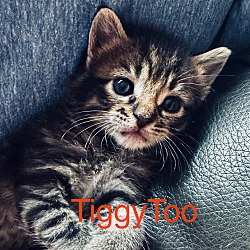 Thumbnail photo of Tiggy Too #2