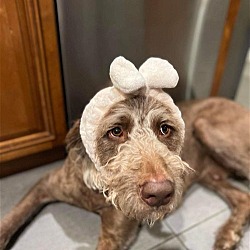 Photo of Baxter Chesapoodle