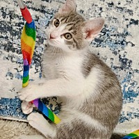 adopt a pet