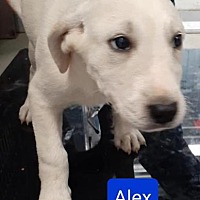 Adopted Pets At Tennessee Valley Golden Retriever Rescue In Knoxville Tennessee