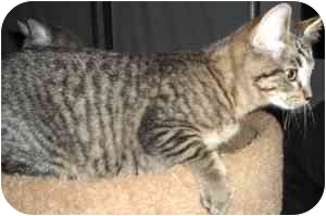 Statesville Nc Munchkin Meet Mcmahon A Pet For Adoption
