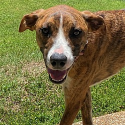 Photo of Peanut