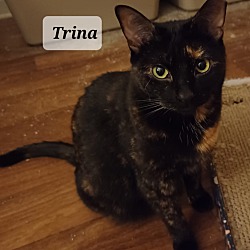 Thumbnail photo of Trina - shy & loving #2