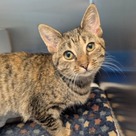 Adopt A Pet :: Crumpit - South Haven, MI