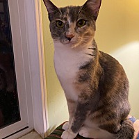 adopt a pet