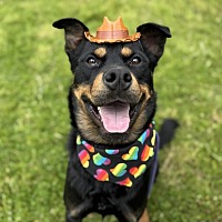 adopt a pet