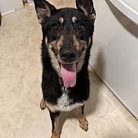 adopt a pet