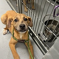 adopt a pet