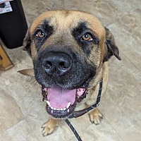 adopt a pet