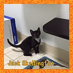 Thumbnail photo of jack skellington #1