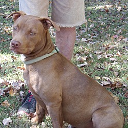 Chocolate amstaff clearance