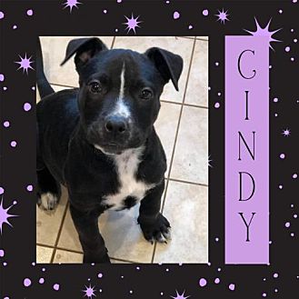 Littleton, CO - Mixed Breed (Medium). Meet Cindy a Pet for ...