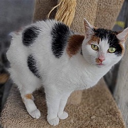 Photo of CALLIE