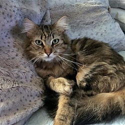 Photo of MUFASA - Offered by Owner - Young male