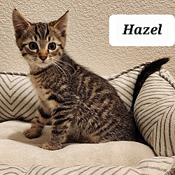 Thumbnail photo of Hazel #2