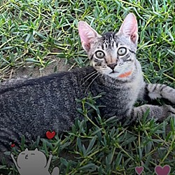 Thumbnail photo of Adorable Sweet Island Kittens #2