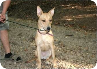 Cleveland Ga Carolina Dog Meet Suzie A Pet For Adoption