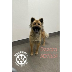 Photo of DEEDRA (RESCUE ONLY)