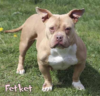 Photo of Fetket