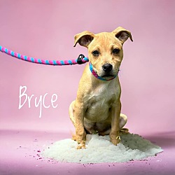 Thumbnail photo of Bryce #1