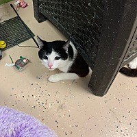 adopt a pet