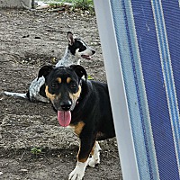adopt a pet