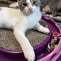 adopt a pet