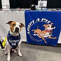 adopt a pet
